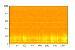 Tadarida brasiliensis