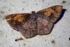 Serratophyga sterrhoticha