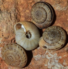 Xerocrassa subrogata