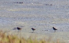 Calidris minuta