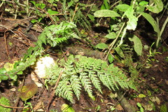 Leptolepia novae-zelandiae