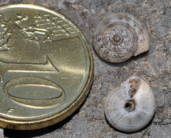 Xerocrassa subrogata