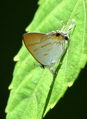 Hypolycaena thecloides
