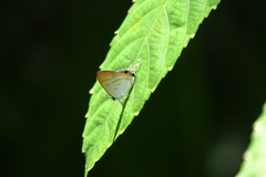 Hypolycaena thecloides