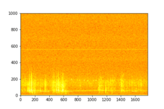 Tadarida brasiliensis