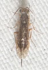 Xyelidae