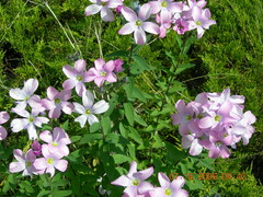 Linum hypericifolium