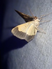 Serratophyga sterrhoticha