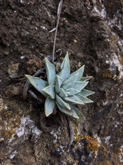 Dudleya greenei