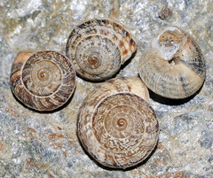 Xerosecta reboudiana