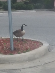 Branta canadensis image