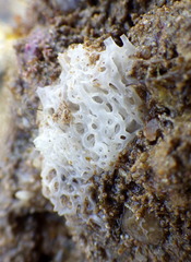 Clathrina