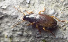 Parophonus maculicornis