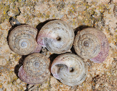 Xerosecta reboudiana
