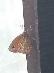 Cosmosatyrus leptoneuroides