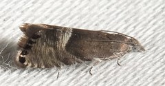 Sereda tautana