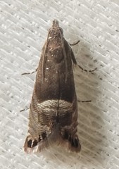 Sereda tautana