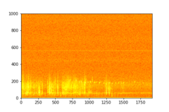 Tadarida brasiliensis