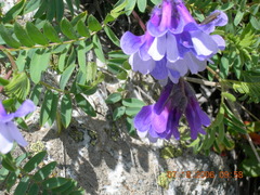 Vicia sosnowskyi