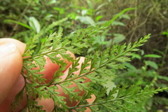 Leptolepia novae-zelandiae