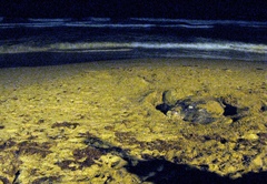 Dermochelys coriacea