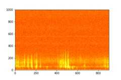 Tadarida brasiliensis