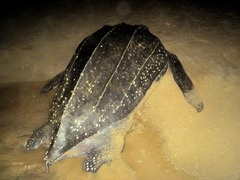 Dermochelys coriacea