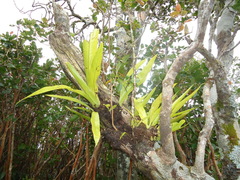 Microsorum punctatum