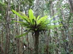 Microsorum punctatum