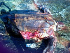 Dermochelys coriacea