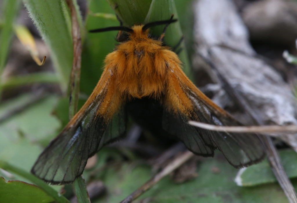 Butterflies and Moths from Mount Nemrut, 13802 Oduncular/Güroymak