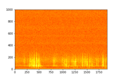 Tadarida brasiliensis