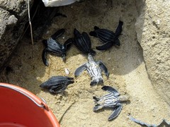 Dermochelys coriacea