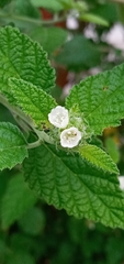 Boraginaceae