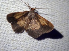 Serratophyga sterrhoticha