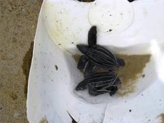 Dermochelys coriacea