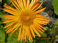 Pentanema orientale