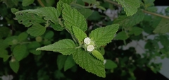 Boraginaceae