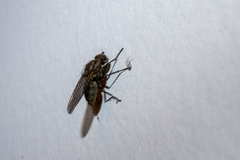 Diptera