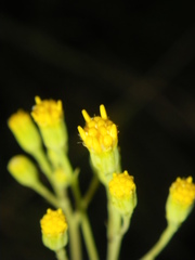 Senecio latifolius