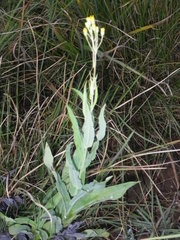 Senecio latifolius