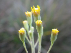 Senecio latifolius