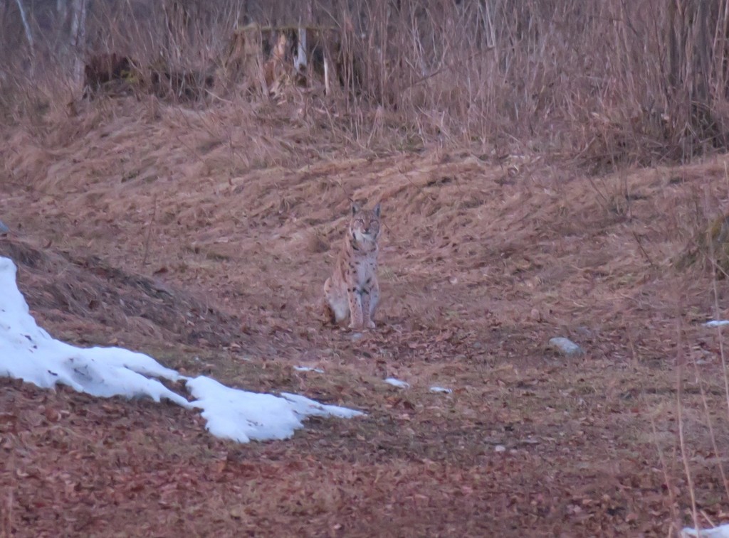 Eurasian Lynx