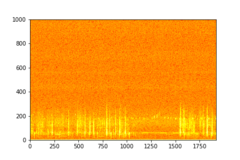 Tadarida brasiliensis