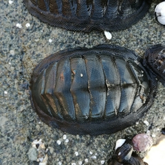 Chiton magnificus