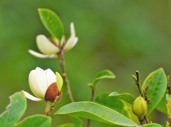 Magnolia figo