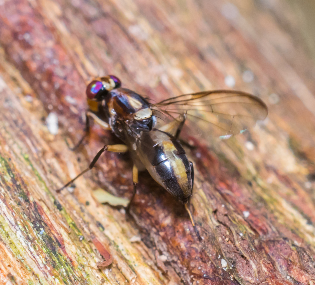 Dimeringophrys pallidipennis