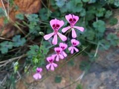 Pelargonium patulum