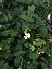 Tridax procumbens