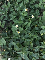 Tridax procumbens